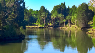 Manatees in the river.