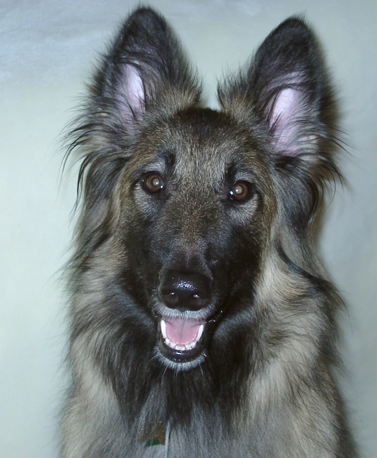 Merlin